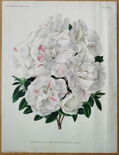 Azalea indica